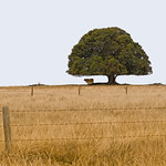 one-tree hill (revisited)