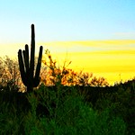 Saguaro at Sunset.
