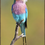 Gewone Troupant / Lilac-breasted Roller (Coracias caudatus).