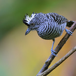 Barred Antshrike