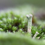the small world of moss