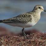 Baird's Sandpiper