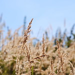 Spikelets