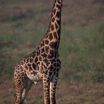 Masai Giraffe
