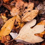 Smoky Mountains Leaves
