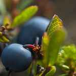 Let me introduce you to an Icelandic beauty