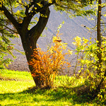 Sonnenstrahlen, ein Balsam f&uuml;r die Seele / Sunbeams , a balm for the soul