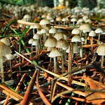 Amazing Field of Miniature Mushrooms