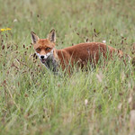 Fox in hay meadow Essex 12.8.2015 (1)