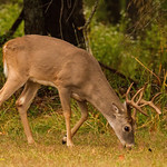 Cross Timbers buck