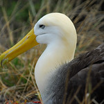 Galapagos Islands 06-2009-69.jpg