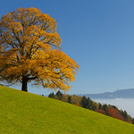 Brilliant fall foliage above foggy valleys
