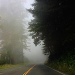 Foggy Redwoods