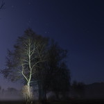 B&auml;ume bei Nacht und Nebel