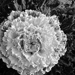 Common Cabbage on B+W!