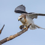 White-tailed Kite, Juvenile