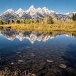 Beaver Created - Grand Teton National Park, Wyoming
