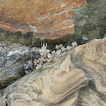 Purslane on the Cinque Terre trail (2)