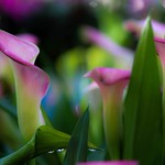 The one who shouts the loudest, is heard the least.