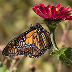 Deeply in Love ( Monarch Butterfly )