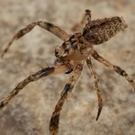 Spider (Araneidae)