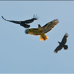 The Perennial Battle Rages On