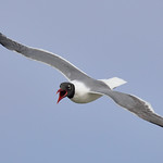 Adult Laughing Gull (Leucophaeus atricilla)