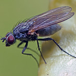 One of the Muscid Flies