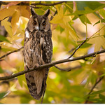 Long-eared Owl - Ransuil (Asio otus) ....