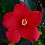 Red Hibiscus...