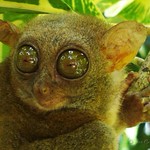 Philippine Tarsier (Tarsius syrichta) of Bohol