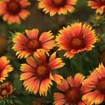 Gaillardia