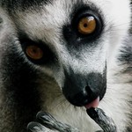 Ring-Tailed Lemur