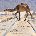 Camel Crossing