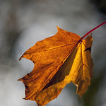 Sycamore Leaf