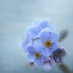 FORGET ME NOT.