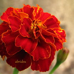Marigold