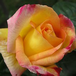 Rose "Peace" 6th Oct. 2011