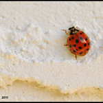 Occupy The Wall (Street)! - Ladybug N7764e
