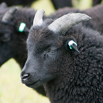 Hebridean Sheep