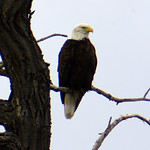 Bald Eagle near Firestone