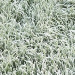 Frosty Grass, II