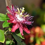 My very own Lady Margaret Passion flower vine