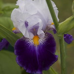 blue iris