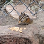 Say it fast: A chipmunk chews Cheerios under a chain link fence