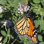 Monarch