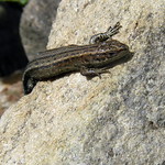 Common Lizard