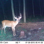 A nice buck