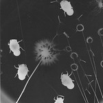 Photogram #1