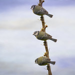 Blue Tit ~ Composite
